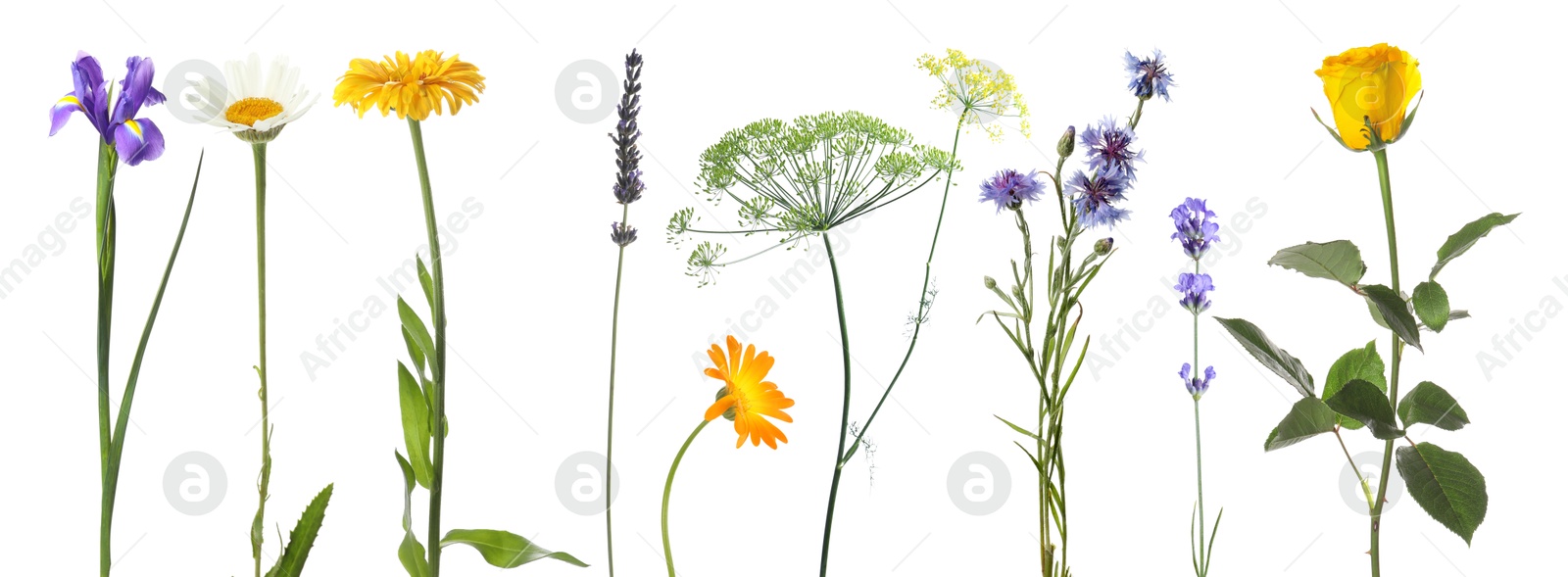 Different beautiful flowers isolated on white, set Image of Different beautiful flowers isolated on white, set