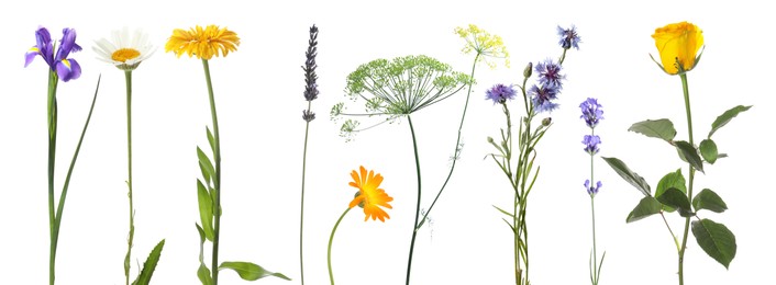 Image of Different beautiful flowers isolated on white, set