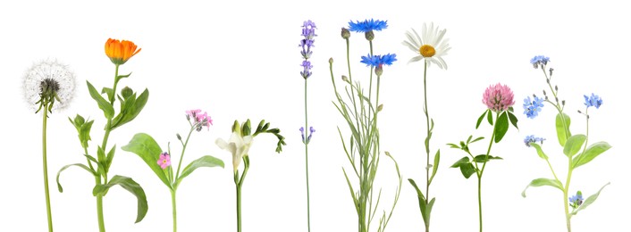 Image of Different beautiful flowers isolated on white, set