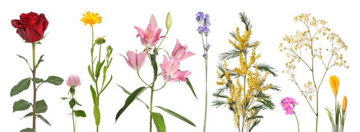 Image of Different beautiful flowers isolated on white, set