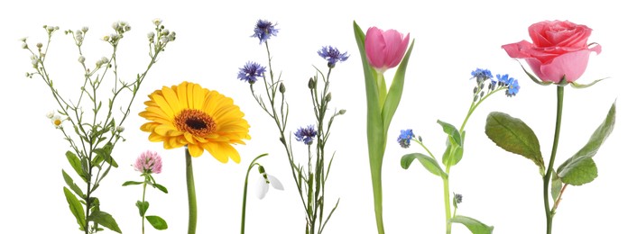 Image of Different beautiful flowers isolated on white, set