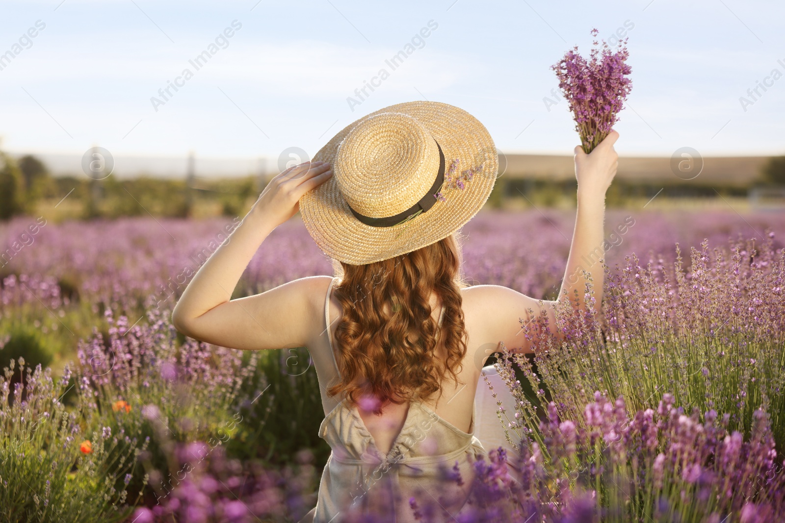 Woman with beautiful lavender flowers in field, back view Photo of Woman with beautiful lavender flowers in field, back view