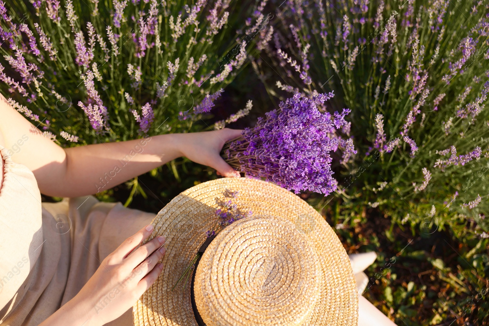 Woman with beautiful lavender flowers and straw hat in field, top view Photo of Woman with beautiful lavender flowers and straw hat in field, top view