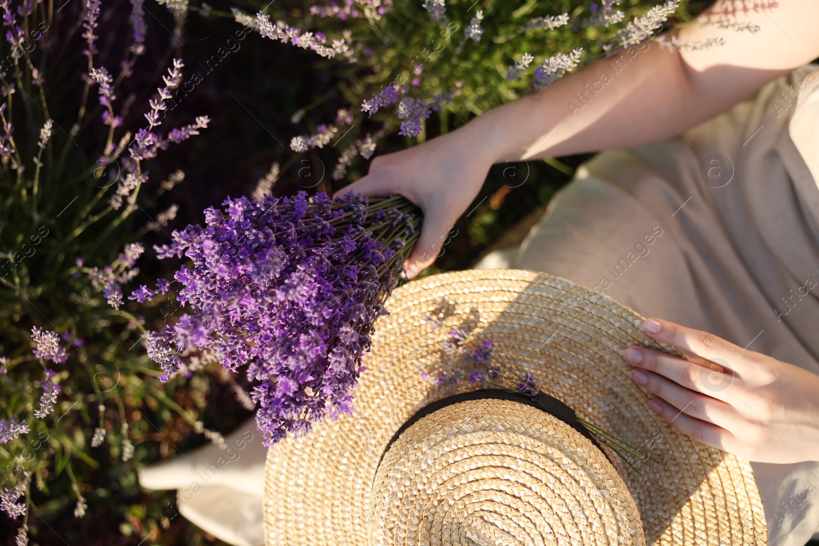 Woman with beautiful lavender flowers and straw hat in field, top view Photo of Woman with beautiful lavender flowers and straw hat in field, top view