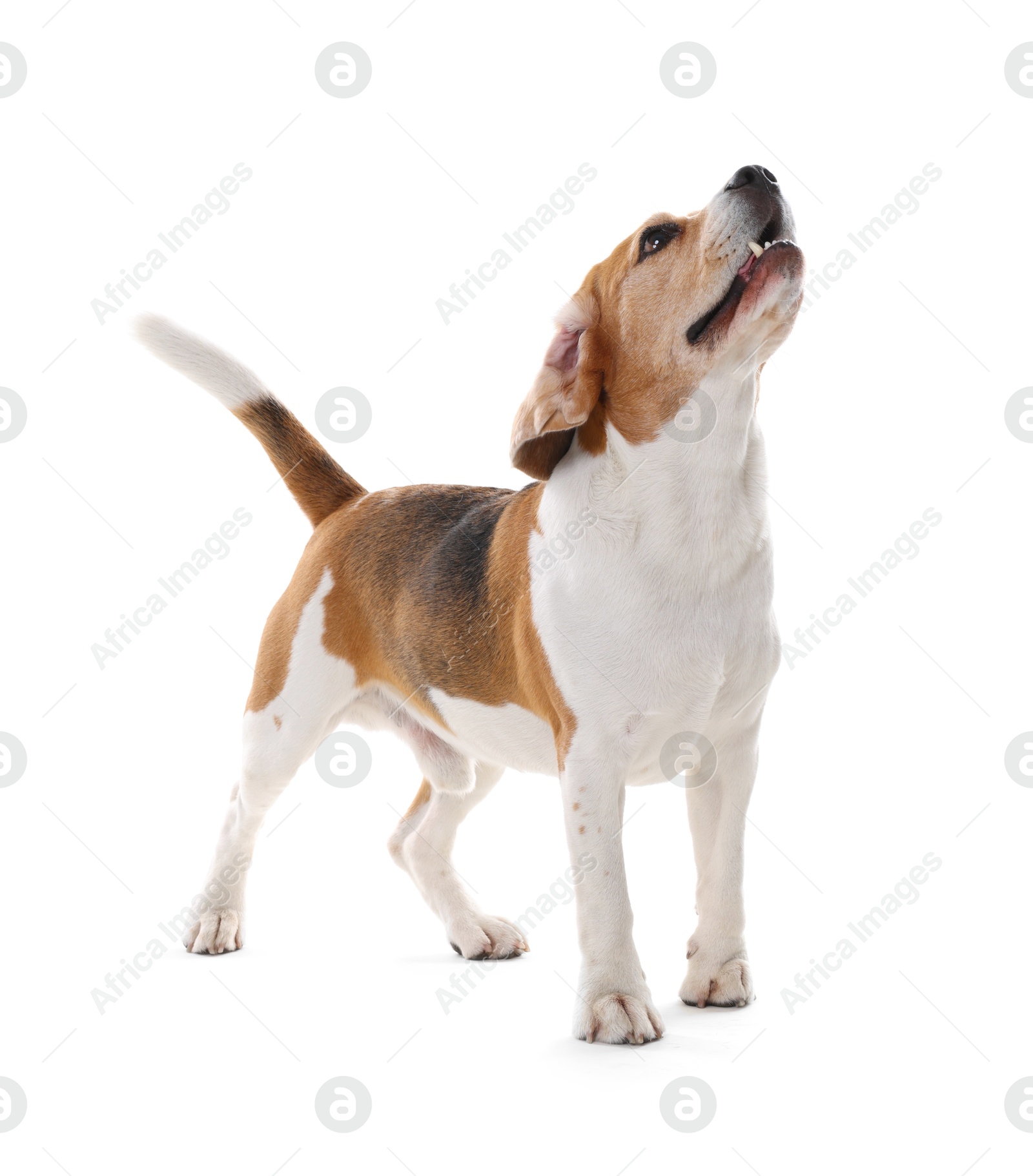 Photo of Cute Beagle dog on white background. Adorable pet