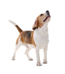 Photo of Cute Beagle dog on white background. Adorable pet