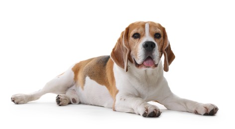 Photo of Cute Beagle dog on white background. Adorable pet