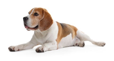 Photo of Cute Beagle dog on white background. Adorable pet