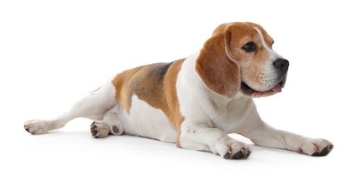 Photo of Cute Beagle dog on white background. Adorable pet