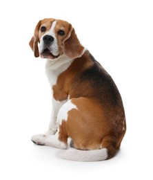 Photo of Cute Beagle dog on white background. Adorable pet