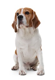 Photo of Cute Beagle dog on white background. Adorable pet