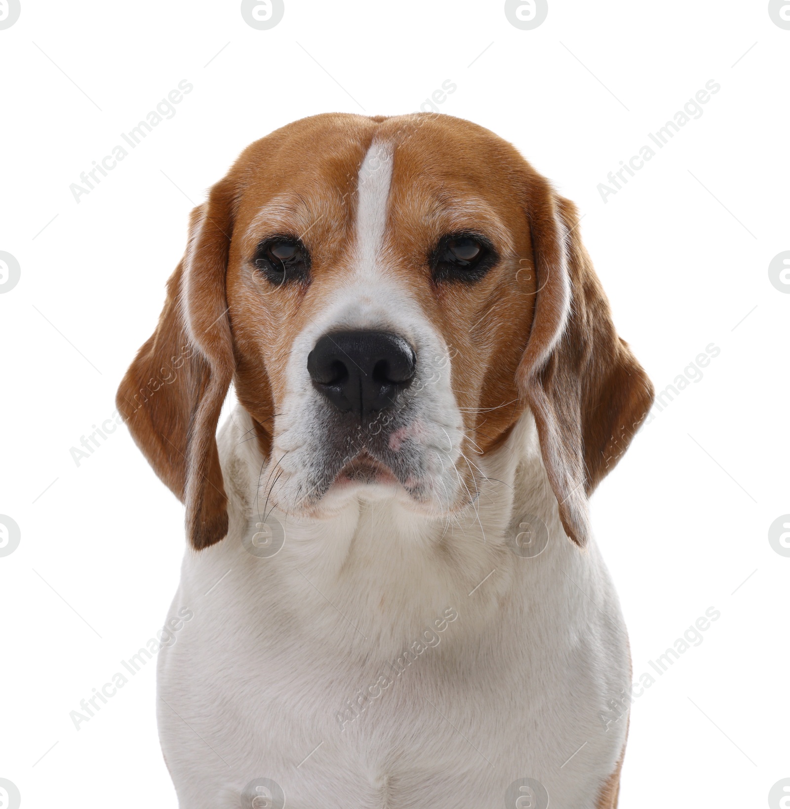 Photo of Cute Beagle dog on white background. Adorable pet