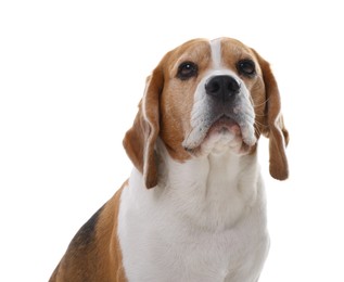 Photo of Cute Beagle dog on white background. Adorable pet