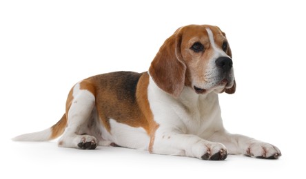 Photo of Cute Beagle dog on white background. Adorable pet