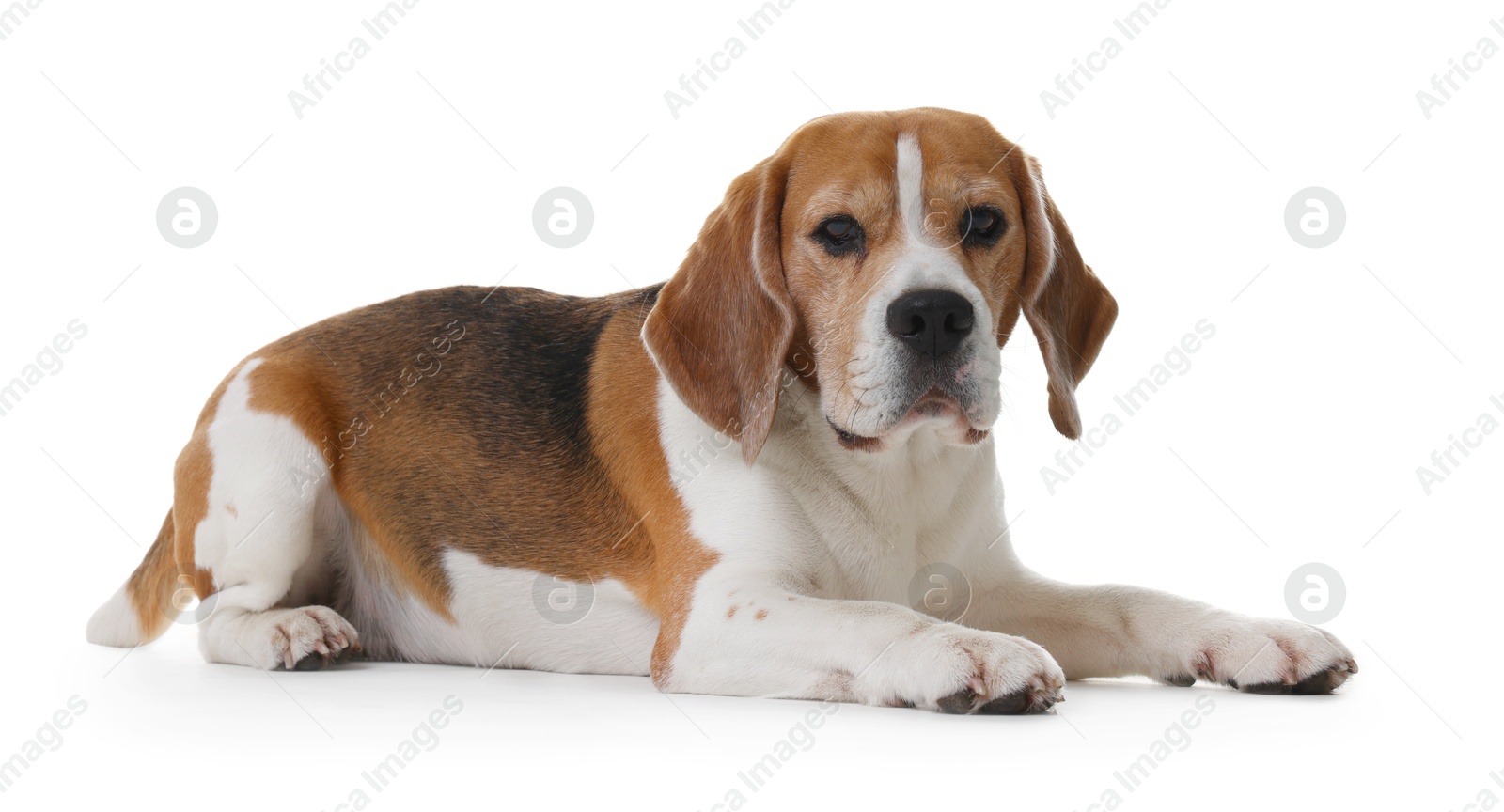 Photo of Cute Beagle dog on white background. Adorable pet