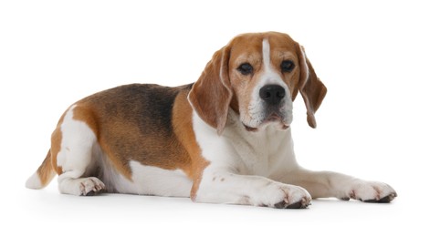 Photo of Cute Beagle dog on white background. Adorable pet