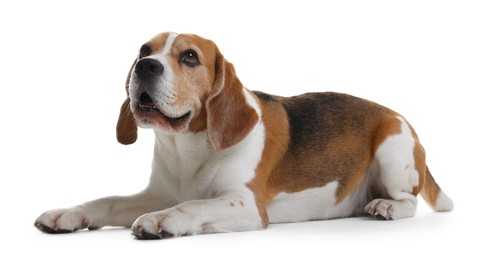 Photo of Cute Beagle dog on white background. Adorable pet