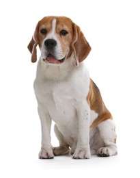 Photo of Cute Beagle dog on white background. Adorable pet