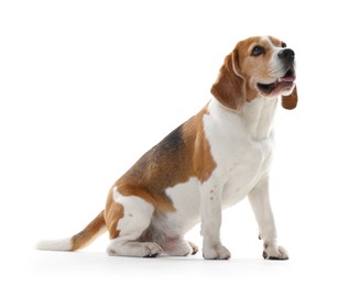 Photo of Cute Beagle dog on white background. Adorable pet