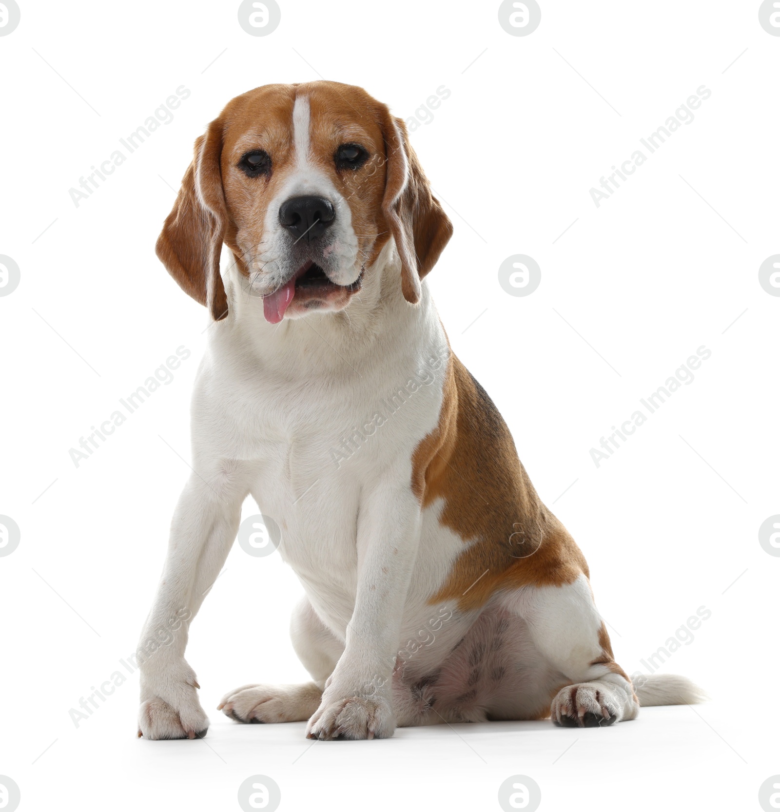 Photo of Cute Beagle dog on white background. Adorable pet