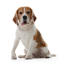 Photo of Cute Beagle dog on white background. Adorable pet