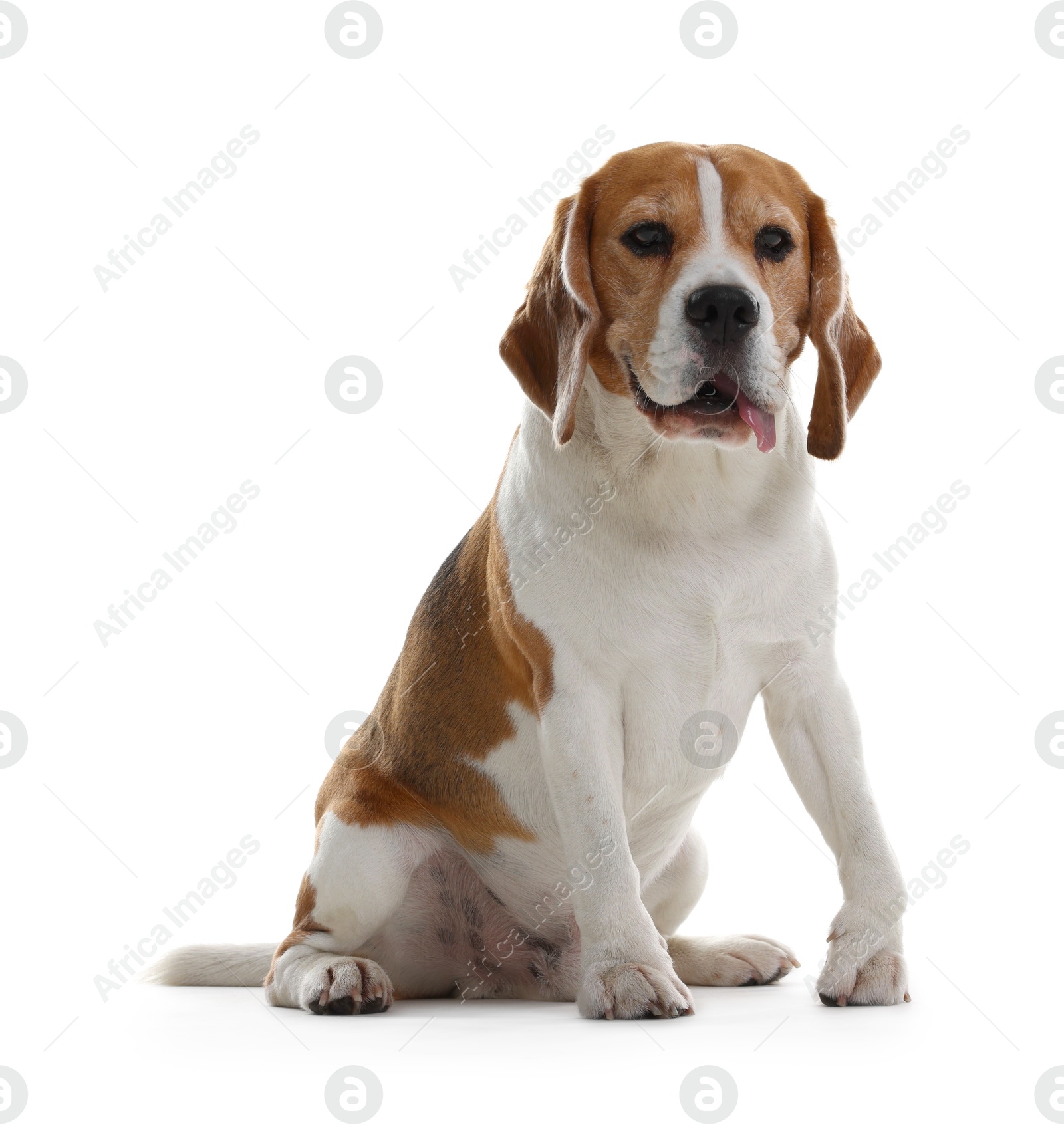 Photo of Cute Beagle dog on white background. Adorable pet