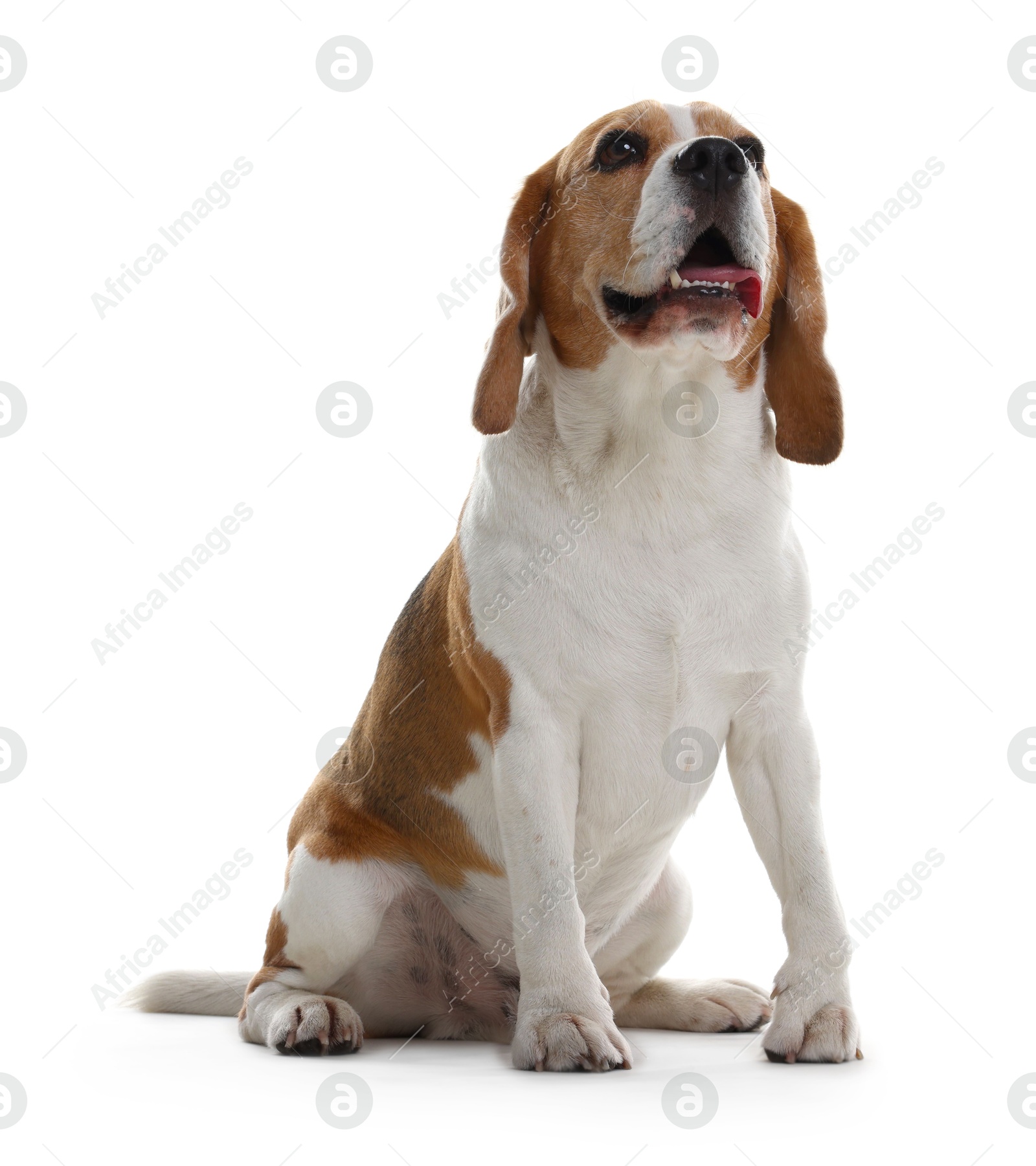 Photo of Cute Beagle dog on white background. Adorable pet