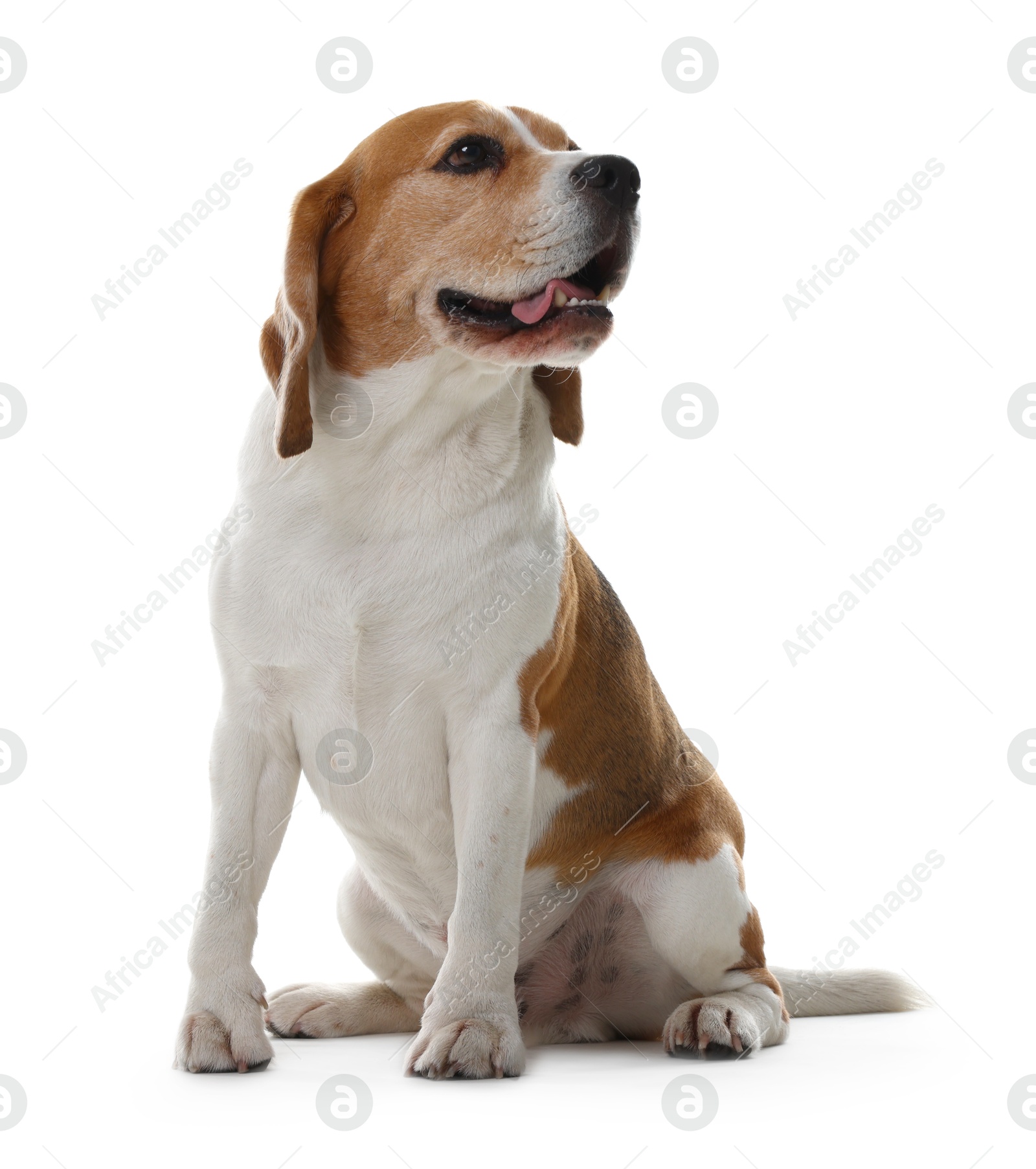 Photo of Cute Beagle dog on white background. Adorable pet