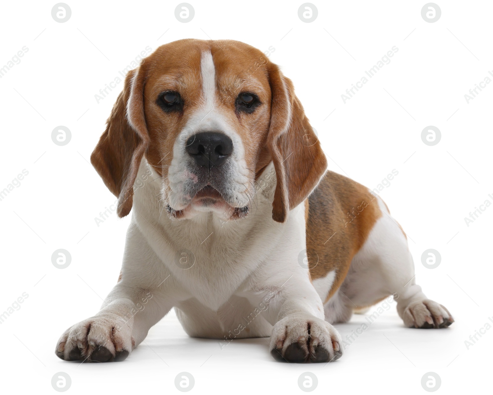 Photo of Cute Beagle dog on white background. Adorable pet