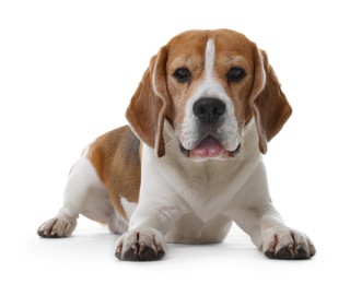 Photo of Cute Beagle dog on white background. Adorable pet