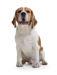 Photo of Cute Beagle dog on white background. Adorable pet