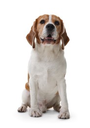 Photo of Cute Beagle dog on white background. Adorable pet