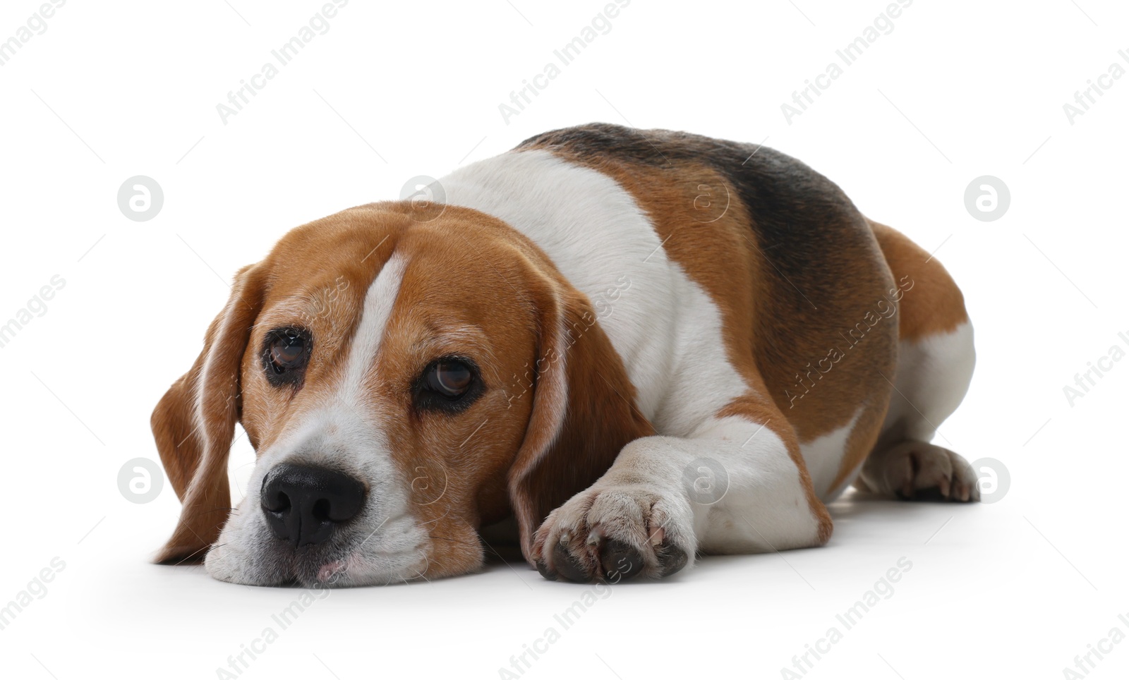 Photo of Cute Beagle dog on white background. Adorable pet