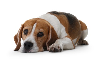 Photo of Cute Beagle dog on white background. Adorable pet