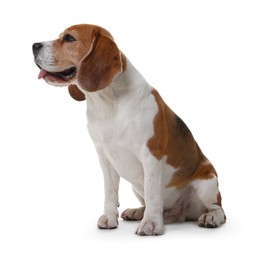 Photo of Cute Beagle dog on white background. Adorable pet