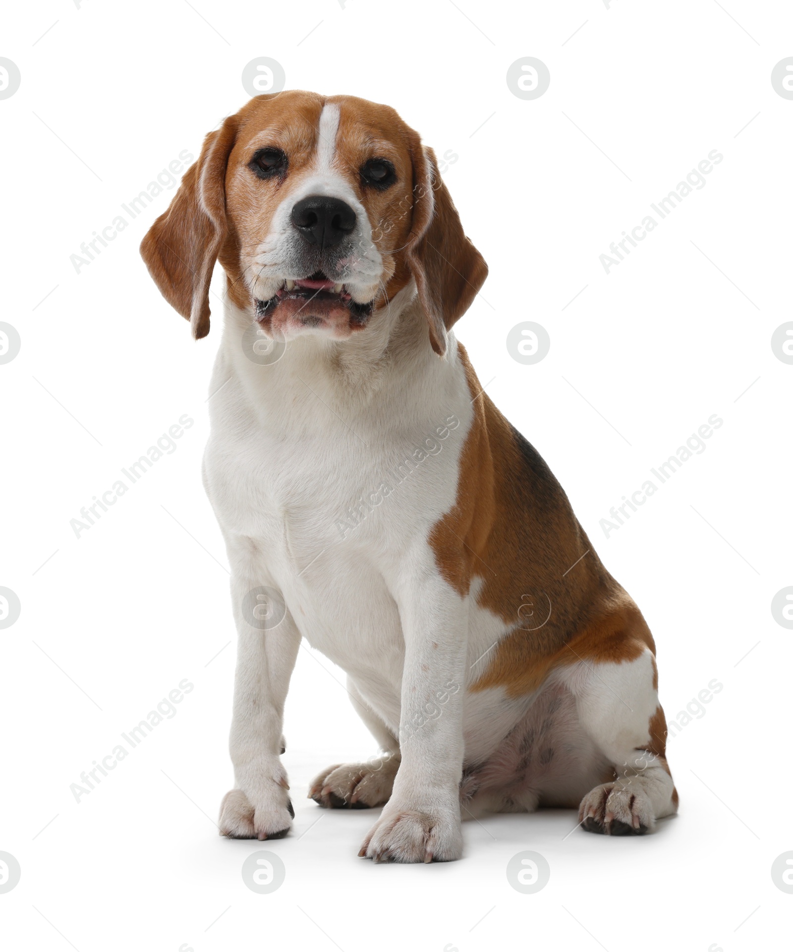 Photo of Cute Beagle dog on white background. Adorable pet