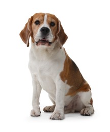 Photo of Cute Beagle dog on white background. Adorable pet