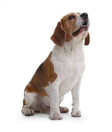 Photo of Cute Beagle dog on white background. Adorable pet