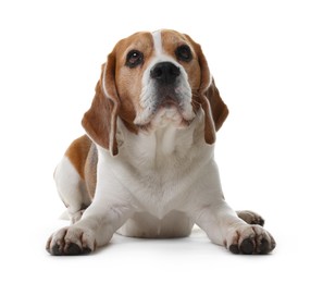 Photo of Cute Beagle dog on white background. Adorable pet