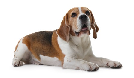 Photo of Cute Beagle dog on white background. Adorable pet
