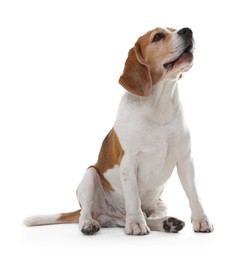 Photo of Cute Beagle dog on white background. Adorable pet