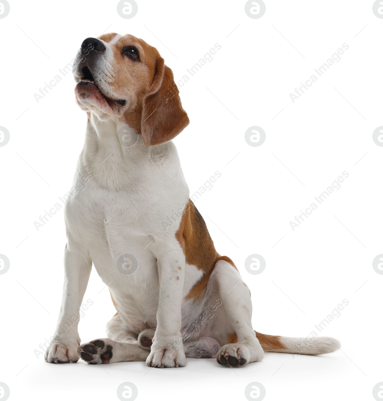 Photo of Cute Beagle dog on white background. Adorable pet