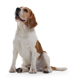 Photo of Cute Beagle dog on white background. Adorable pet