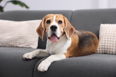 Photo of Cute Beagle dog lying on sofa at home