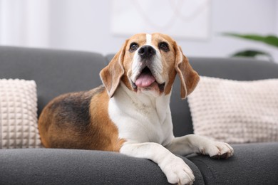 Photo of Cute Beagle dog lying on sofa at home