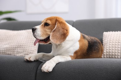 Photo of Cute Beagle dog lying on sofa at home