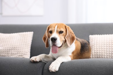 Photo of Cute Beagle dog lying on sofa at home
