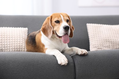 Photo of Cute Beagle dog lying on sofa at home