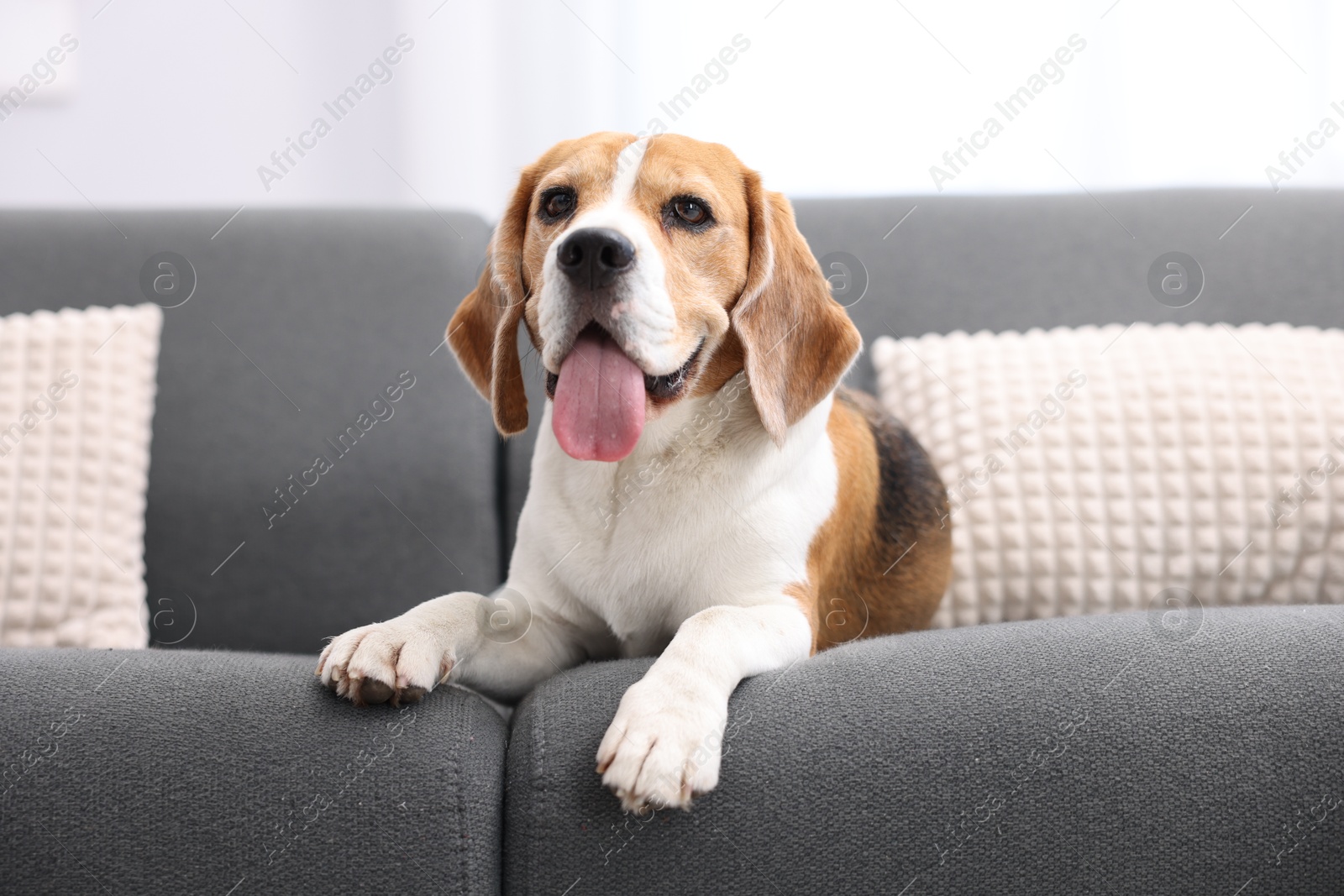 Photo of Cute Beagle dog lying on sofa at home