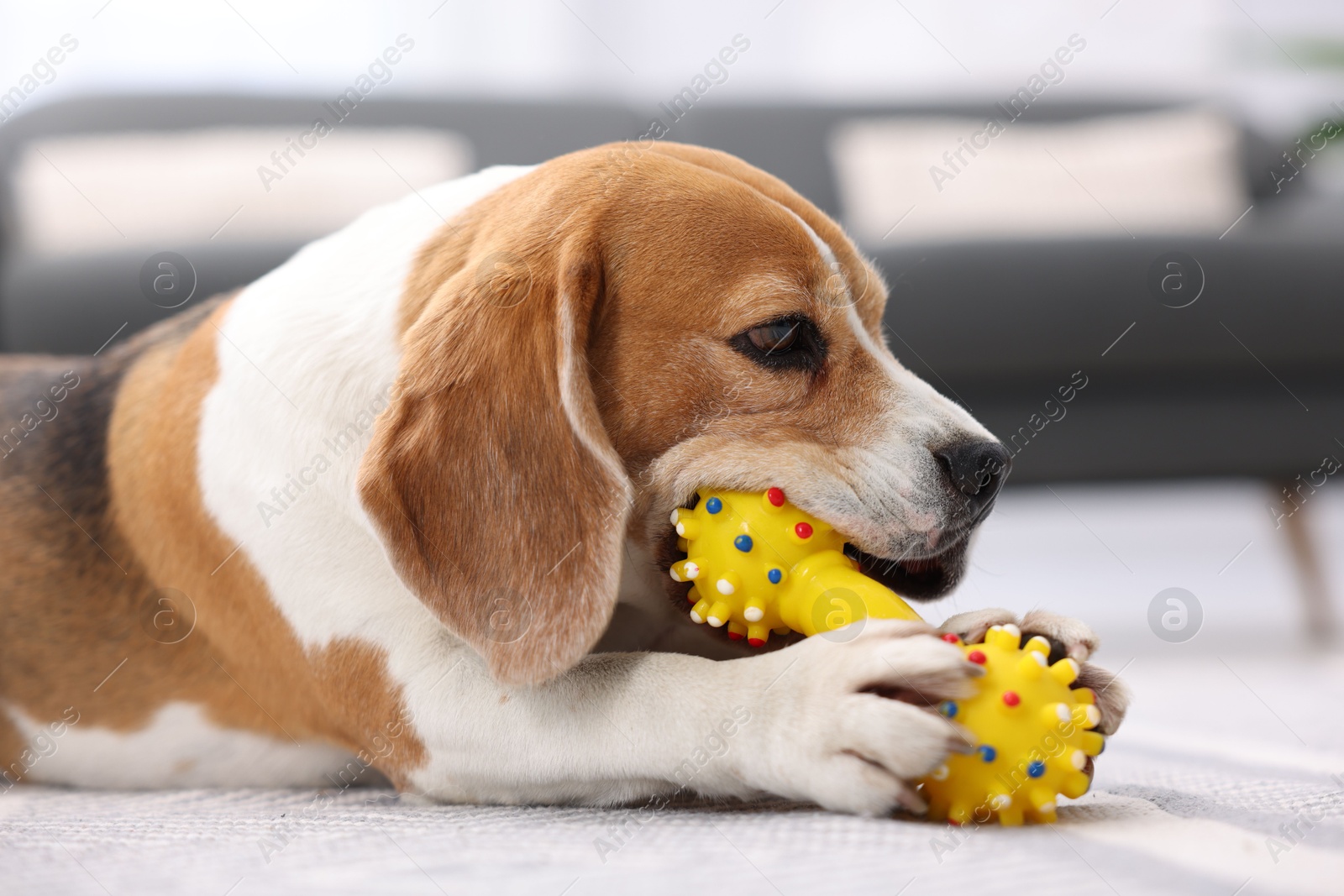 Photo of Cute Beagle dog chewing pet toy on floor indoors